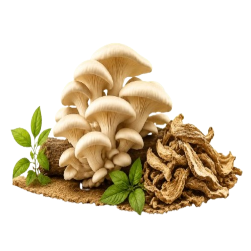 Oyster Mushroom